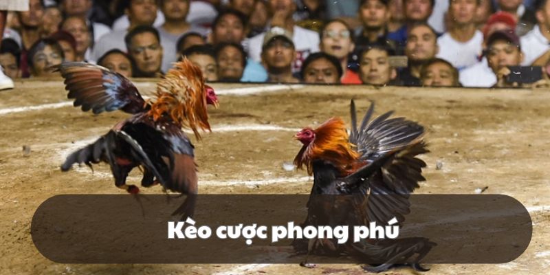 Thành viên được tự do lựa chọn nhiều loại cược phong phú