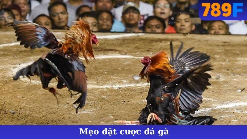 Mẹo Đặt Cược Đá Gà